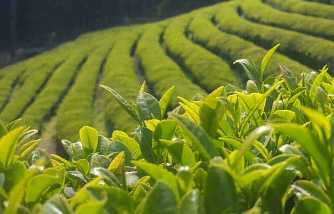 ¿Qué es el mate y por qué es más saludable de lo que piensas?