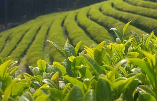 ¿Qué es el mate y por qué es más saludable de lo que piensas?